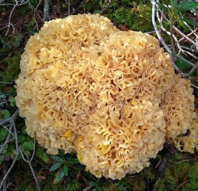 Bolet de tipus coliflor sobre la molsa del bosc