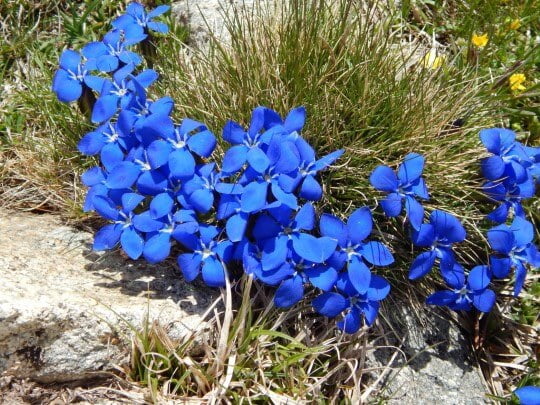 Gencianes blaves florides entre l'herba i la roca